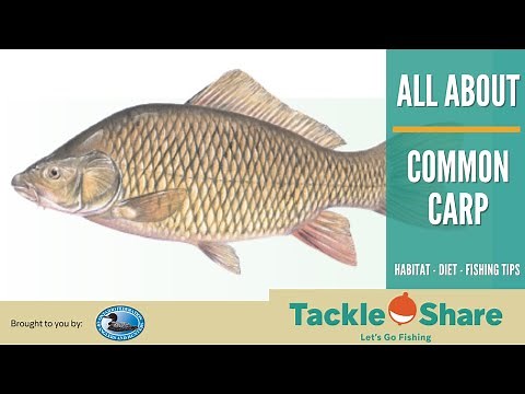 Secrets of Common Carp: Habitat, Diet, & More