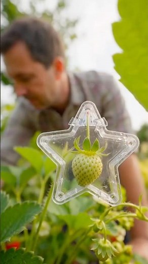 Growing a Star-Shaped Strawberry! 🍓⭐ | Amazing Fruit Mold Transformation