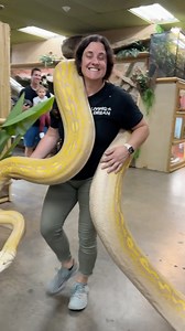 570K views · 53K reactions | MOVING BIG SNAKES   This big girl is such a vibrant yellow  you might mistake her for a banana if she wasn’t HUGE 藍 • • • • • #woah #cool #awesome #fun #animals #snakes #big #mondays #reels #animalreels #igreels #igdaily #igpost #funny | The Reptile Zoo | Facebook