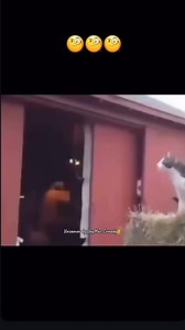 28K views · 4.9K reactions | I’m pretty sure he failed math class  #funny #cats #voiceover #animals #laugh #like #share | Jeremiah Mac | Facebook