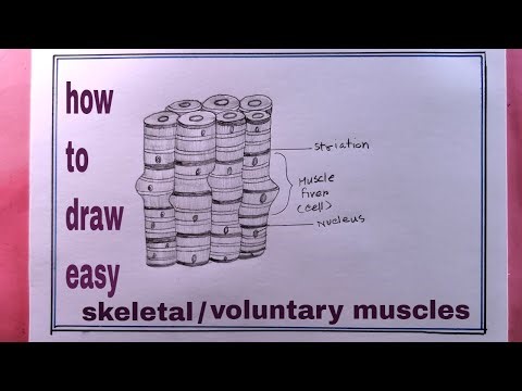 how to draw skeletal (voluntary muscles) step by step easy
