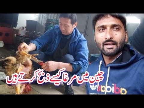 How to make rooster in china || china study visa| china student visa