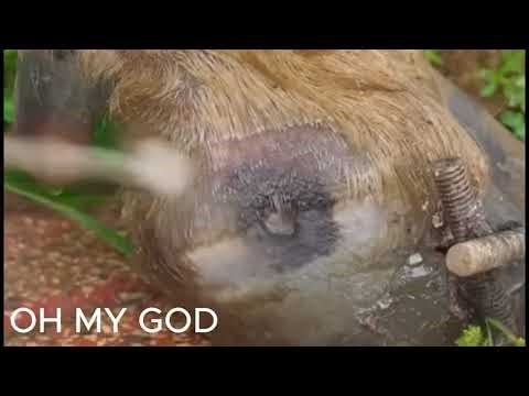 Hoof Rot Inflammation: How Hoof Rot Destroys Farms & How to Stop Hoof Rot Fast