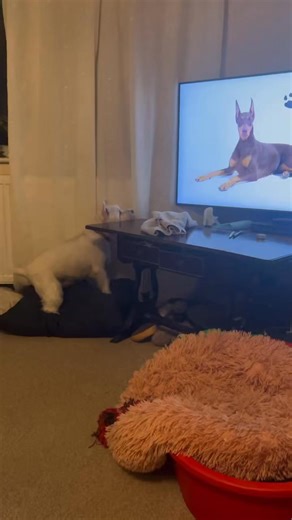 ❓Why are aversive methods so bad and hated in dog training❓ ❌Well they’re not when used and understood correctly!! In fact they can be a game changer but you’re being brain washed into thinking anything aversive is cruel!! We are living in a society where dogs behaviour is being increasingly humanised and this video transformation in an hour shows you that sometimes using something as a deterrent is a highly effective way of stopping behaviour that affects your family life! Aversive are things t