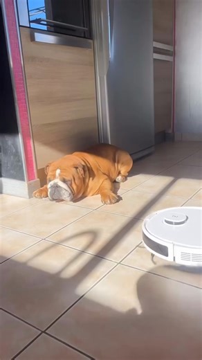 62K views · 1.7K reactions |  Credit - @english_bulldogs_world #englishbulldogs #englishbulldogsofinstagram #englishbulldogpuppy #englishbulldoglovers #englishbulldogsofig #englishbulldogofinstagram #englishbulldoglife #Englishbulldoglover #englishbulldoglove #englishbulldogpuppies #englishbulldogofig #englishbulldogmom #englishbulldogpup #englishbulldogmix #englishbulldogcommunity #englishbulldogsofinsta | Enhanced Pet Products | Facebook