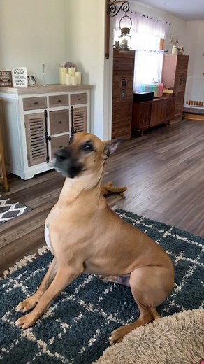 Scooby Doo Great Dane: Ultimate Comfort Ride for a Real Life Scooby