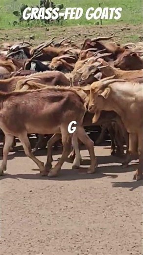 🐄🌿Grass-Fed Herd in Eritrea #viral #viralvideo #viralshorts #shorts #short #love #song #music #reels