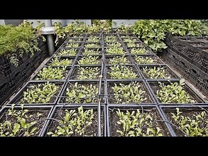 Farming in 3,200 Milk Crates For a High-End Restaurant in Manhattan
