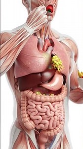 How Food Affects Your Body – 3D Health Visualization