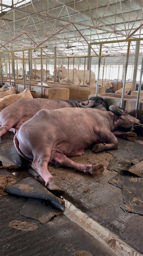 The resting moment of the Jafrabadi buffalo#jafrabadi #buffalo alo