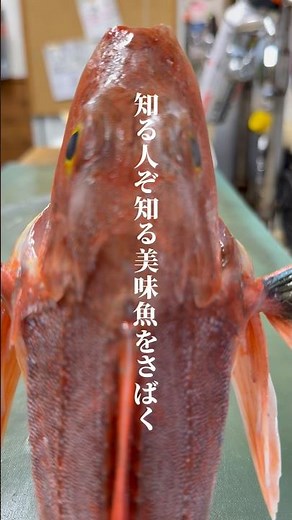 【鮮魚】魚屋がホウボウを姿造りにする#ホウボウ#姿造り#刺身#魚捌き#海鮮グルメ