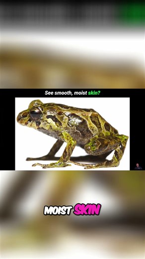 Unlock Animal Kingdom: Easy Clues for Identification! #shorts