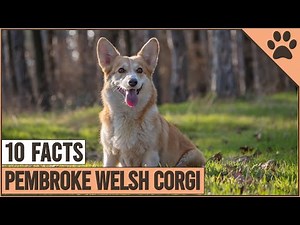 Pembroke Welsh Corgi - Top 10 Facts | Dog World
