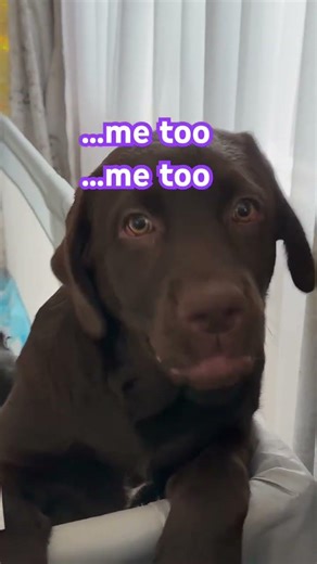 Harley & Heidi..who's really the favourite? 🙊 #blackpuppy #chocolatelab #foodie #labradors #queen