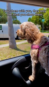 You’ll always be glad you did 🥺 #dogs #puppylove #minicockapoo | Luna The Mini Cockapoo
