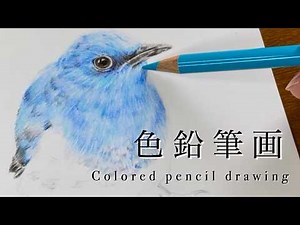 【色鉛筆画】黙って鳥の絵を描く動画〈ASMR〉カツカツ音うるさかったら音消しで見てください