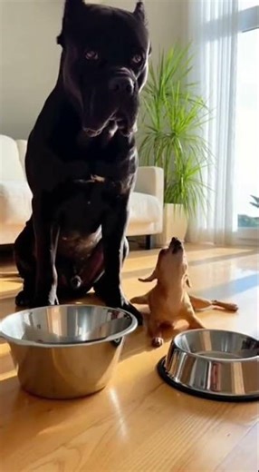 Big Dog Playing With Tiny Puppy | Cutest Funny Puppy Moments 🐶❤️