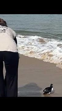Une dizaine de macareux relâchés en mer après avoir été soignés