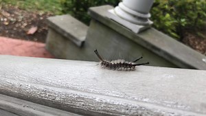 Tussock moth caterpillars are crawling around South Texas. Here's what you need to know