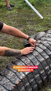 651K views · 724 reactions | Crocs are not to be messed with  | Lessons Learned In Life | Facebook