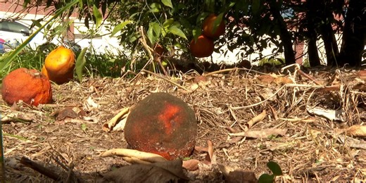 University of Florida scientists cultivate seedlings resistant to citrus tree-killing disease