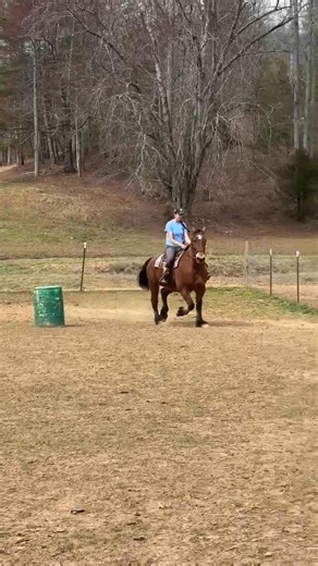 5.3K views · 53 reactions | To be at Workhorse and Mule Sale 3/15/25 13 yr old 15.3 hands “Sampson” rides English or western & Pulls wagon single or double | Woods Livestock Auction | Facebook