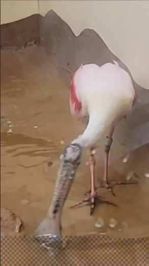 ROSEATE SPOONBILL Feeding Facts! #spoonbill #nature #naturelovers