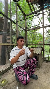 Telur burung tekukur di aviary hilang dan meneropong telur burung lovebird | Ahmad Zupardi