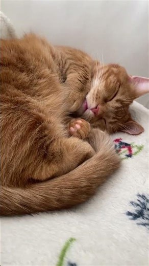 【ちの】気持ちよさそうに眠るマンチカン #らてちの