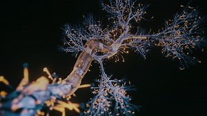 Advances in Temporal Lobe Epilepsy Research