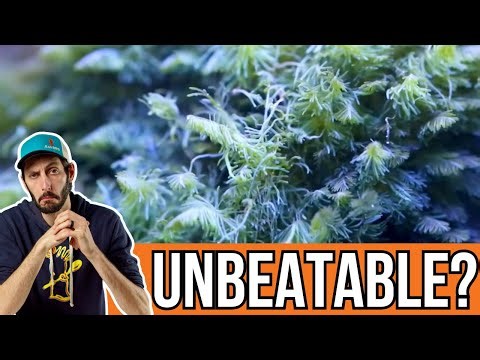 Help! I Wrecked My Tank Ep. 2 - How To Handle Bryopsis