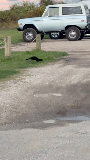 This American Mink is jumping for joy because… The visitor centers at Sachuest Point and Kettle Pond are open from 10am-3pm, daily, thanks to our amazing volunteers! The Salt Pond Unit of Ninigret National Wildlife Refuge will be closed November 15 and 16 for a special Veterans Deer Hunt. The trails at the Kettle Pond Visitor Center will remain open, sunrise to sunset. | Rhode Island National Wildlife Refuges