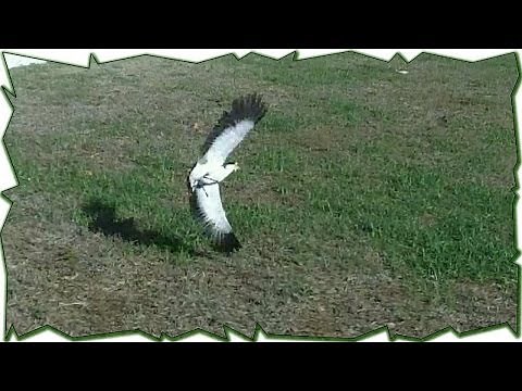 When Plovers Attack - Australian Bird Defends Nest