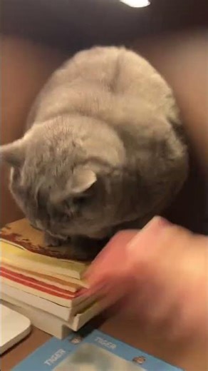 Mystery Behind the Sand Animal's Move: Unveiling the Magic of the Cup