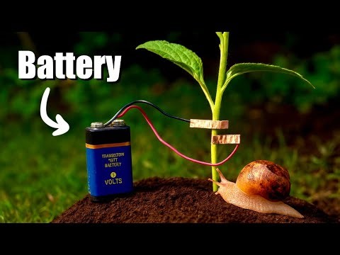 Try this to keep the snails away!