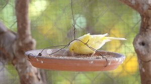 Canary Bird Inside Cage Feeding Perch Stock Footage Video (100% Royalty-free) 3497396487 | Shutterstock