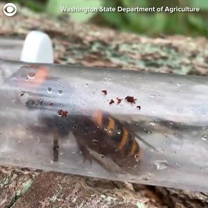 5.7K views · 69 reactions | Murder hornet queens captured The Washington State Department of Agriculture captured two Asian giant hornet queens when they took down the tree that housed a "murder hornet" nest. The hornet queens are about two inches long. #murderhornets #queen | CBS 8 San Diego | Facebook