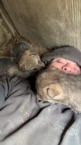 Don’t mind if I crawl here do you #puppy #wolves #PackLife #puppies | James Smith