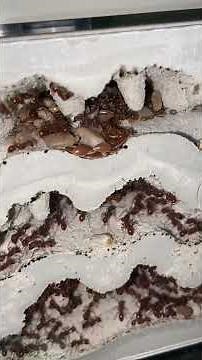 Giant Ant Farm