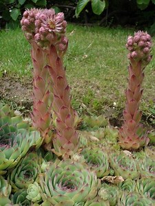 Sempervivum - Alchetron, The Free Social Encyclopedia