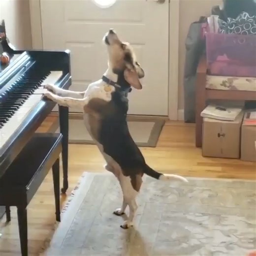 Future artist Cre: buddymercury | Beagle Overload