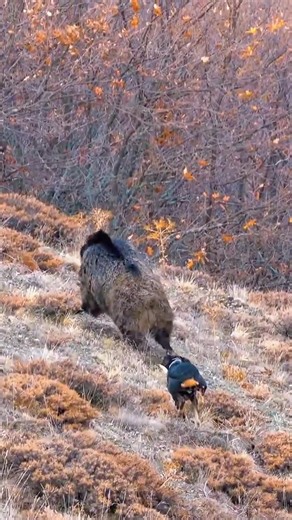 The Hunting Dog Chased the Wild Boar at Full Speed #viral #вирусно #wildboar #wildlife #boar