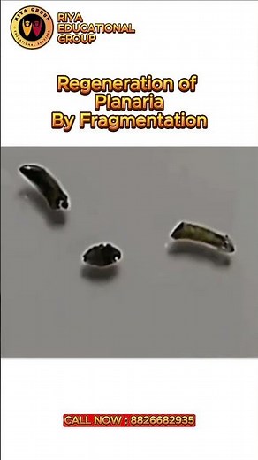 regeneration of planaria by fragmentation | #viral #experiment #explore #science #biology #ytviral