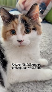 174K views · 10K reactions | She’s good at this. #purr #catsoffacebook #calicocat | The Oreo Cat | Facebook