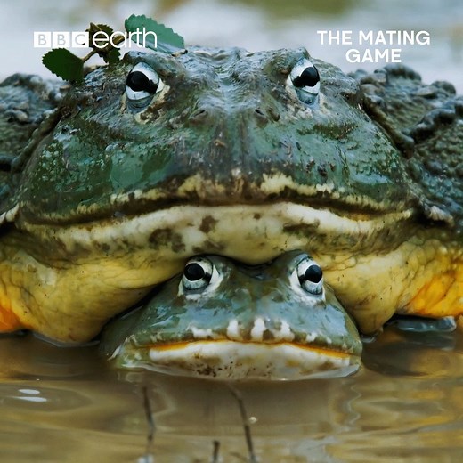 BBC Earth on Instagram: "Think she might need some air, sir… 👀 Female bullfrogs will try to mate with the biggest, strongest male. The male bullfrogs will prove their strength by fighting off their rivals in the centre of the pond. From the beautiful to the bizarre, don’t miss nature’s greatest displays with #TheMatingGame. Find out more via the link in our bio. . . . . #bbcearth #frog #bullfrog #amphibian #amazingphotography #wildlife #wildlifephotography #naturephotography #amazinganimals #na