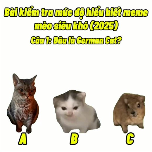 Bài Kiểm Tra Meme Mèo Hài Hước