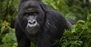 Rwanda's mountain gorillas: A conservation success Story | Africanews