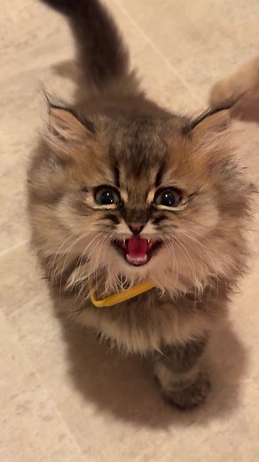 Adorable Kittens Playing: Cute Brown Kitten Highlights