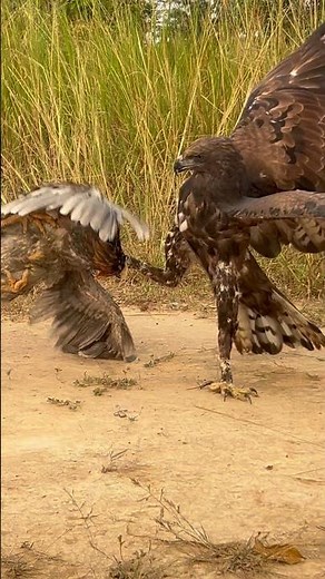 Eagle got a big rooster from their prey #eagle #wildlife #birds #nature #animals #wildlife #amazing