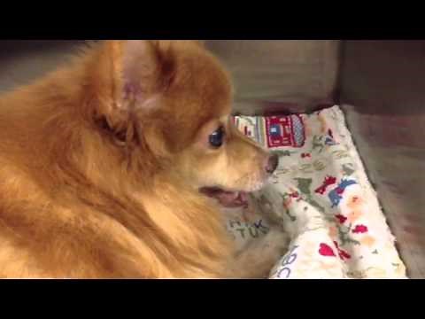 Pomeranian with a Collapsing Trachea
